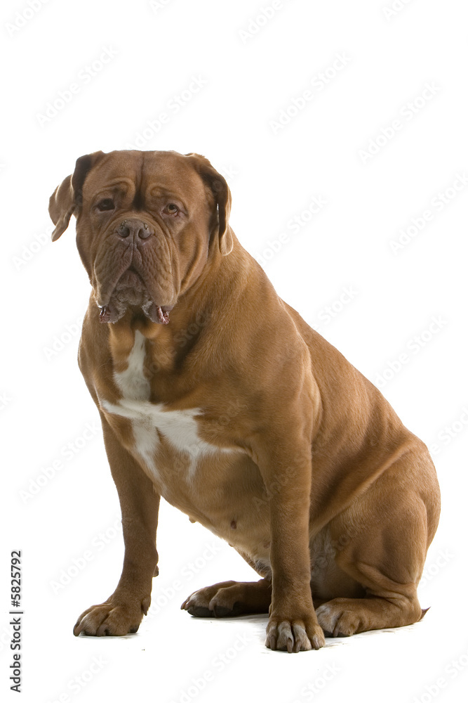 bordeaux dog, french mastiff isolated on white