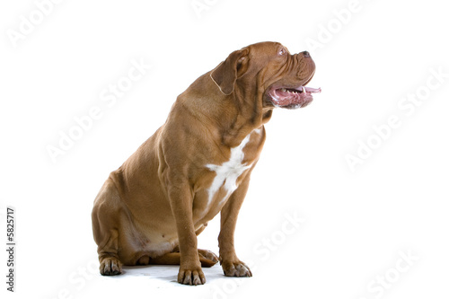 bordeaux dog  french mastiff isolated on white