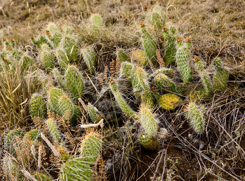 A background image consiting of prairie cactus and grass photo