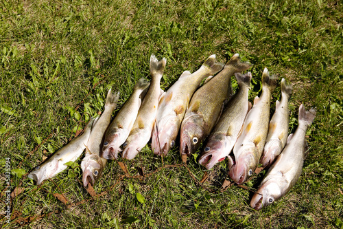 A group of freshly caught fish on grass photo
