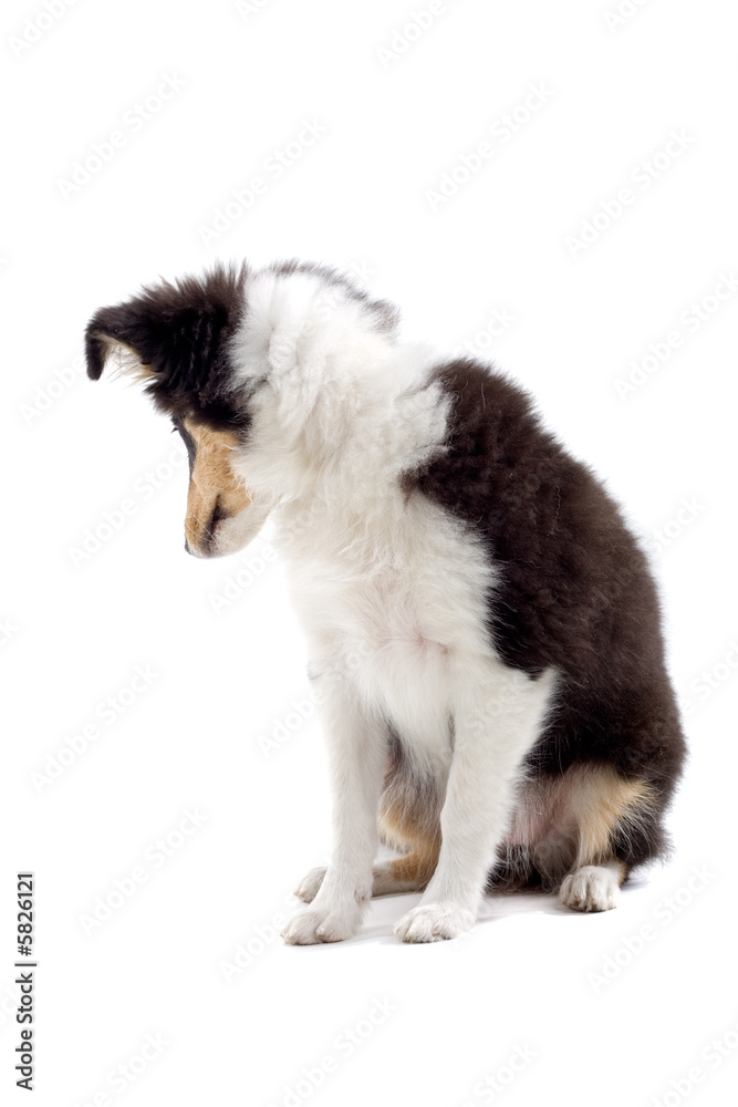 Fototapeta premium collie dog puppy isolated on white