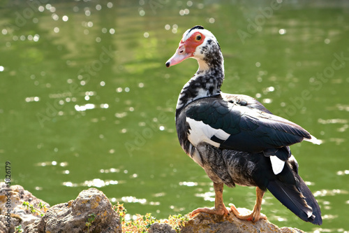Duck Look