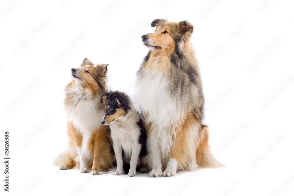 collie dogs isolated on white collie dogs isolated on white