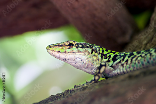 Lizard