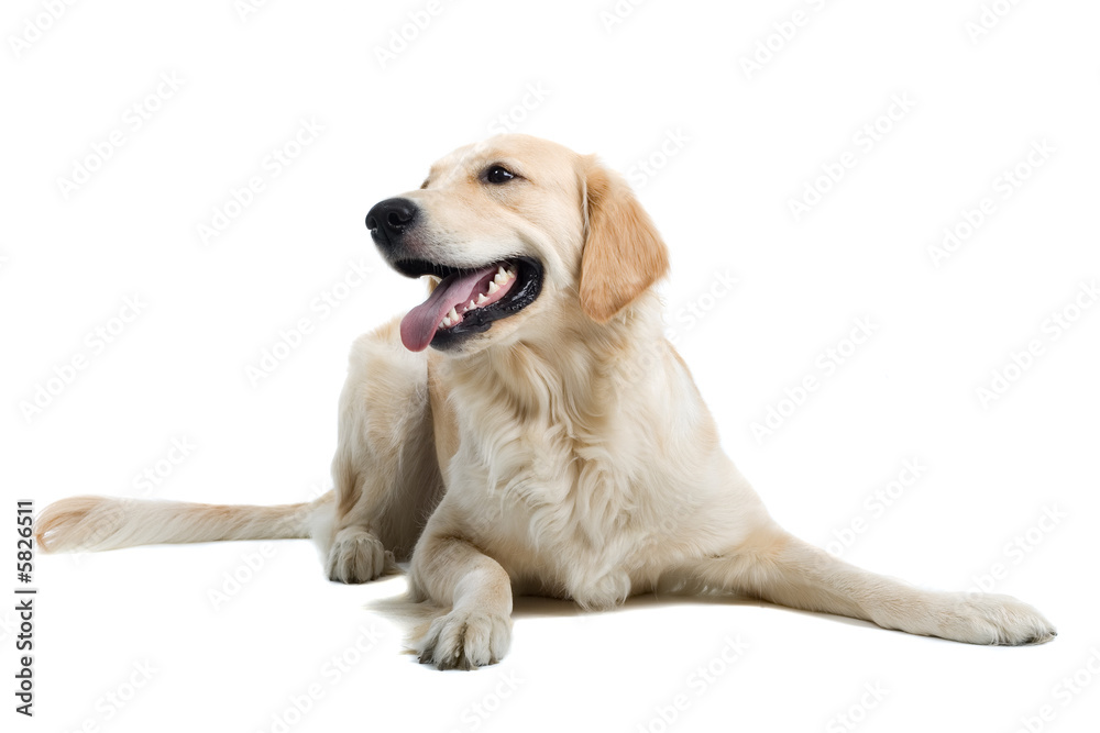 golden retriever dog isolated on a white background golden retriever dog isolated on a white background