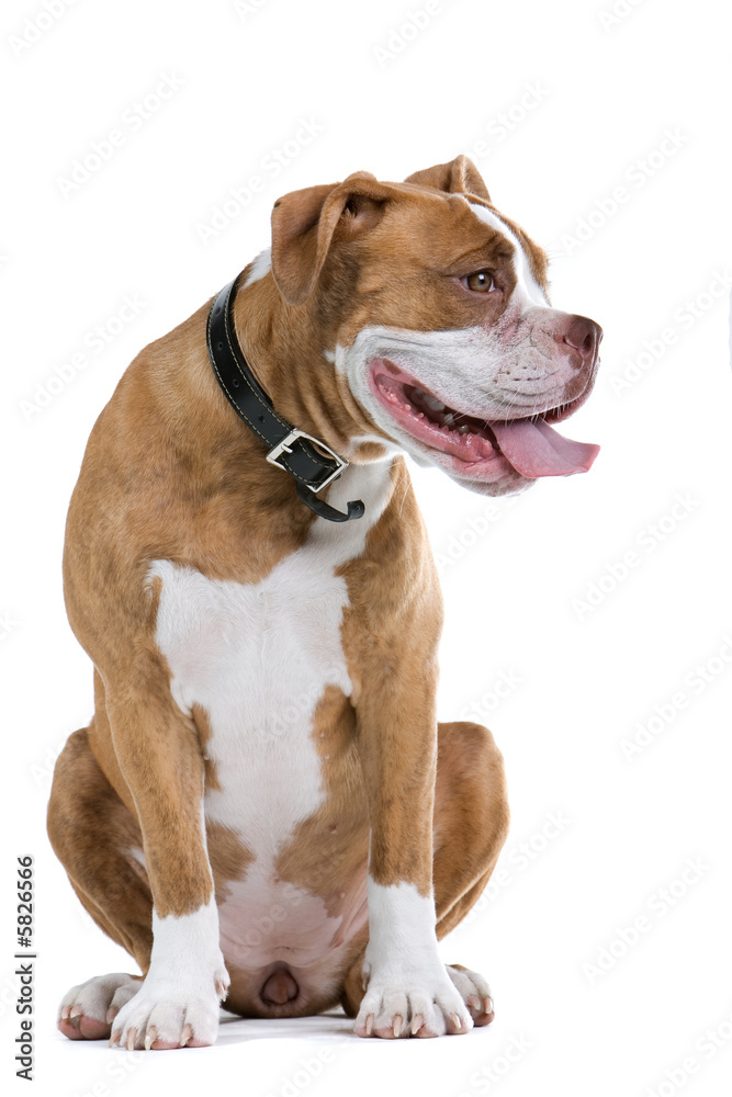 Renaissance Bulldog dog isolated white Renaissance Bulldog dog isolated white