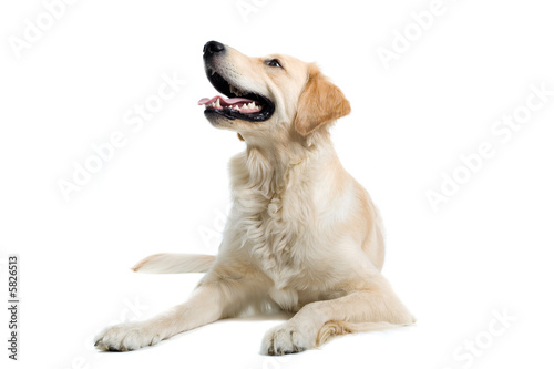 golden retriever   dog isolated on a white background