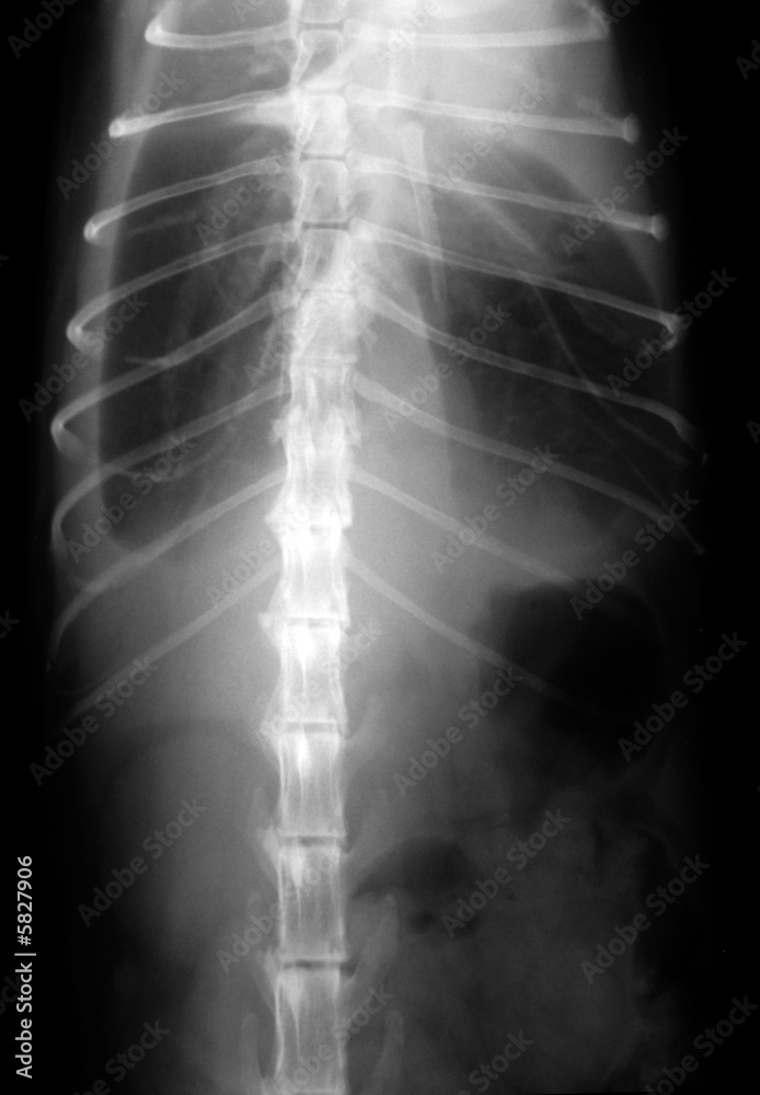 Cats Lungs X-Ray Cats Lungs X-Ray