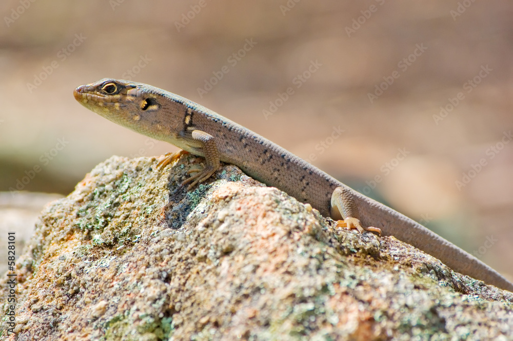 a little skink lizard lays flat out a rock to get warm a little skink lizard lays flat out a rock to get warm