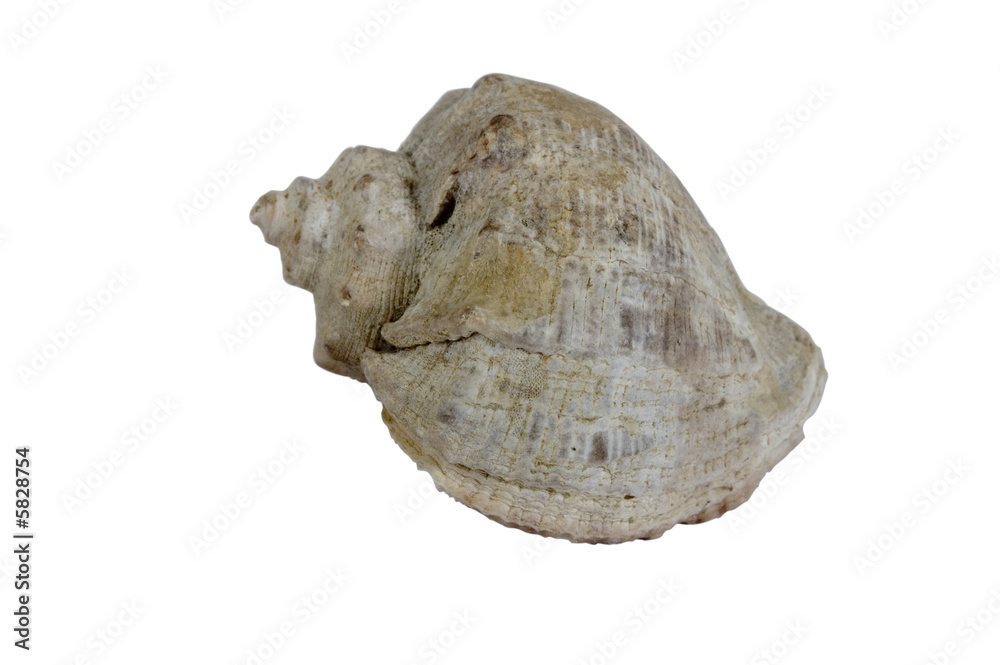 close up image of cockleshell isolated over white close up image of cockleshell isolated over white