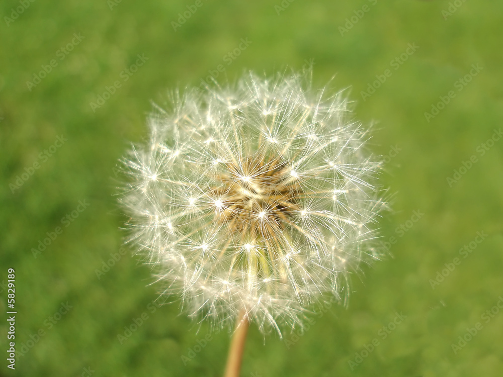 Fototapeta premium A dandelion against a green background - closeup