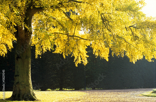 ginkgo biloba