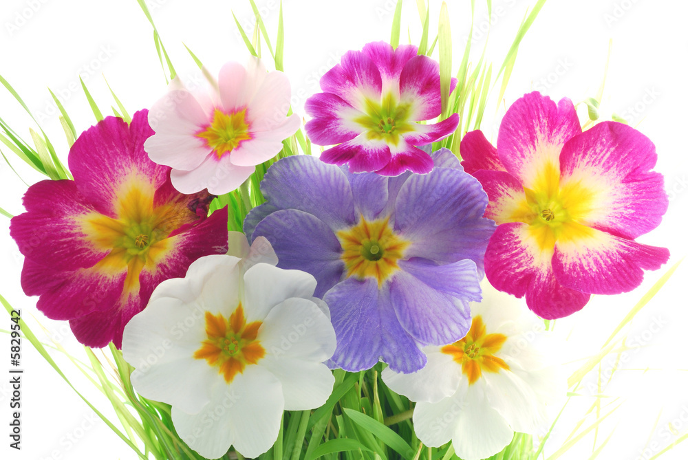 bunch of primula flowers