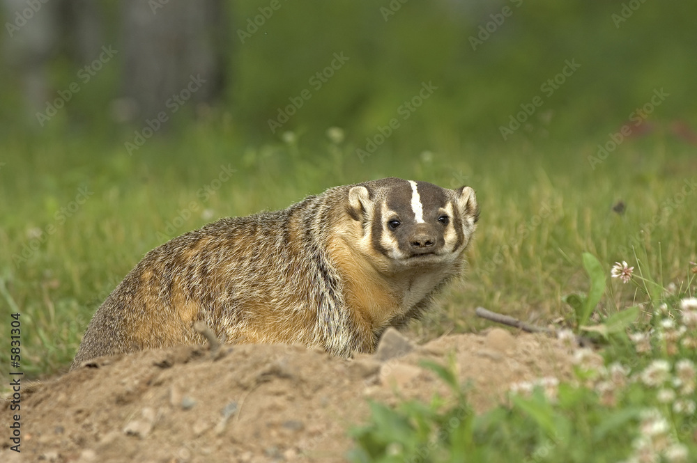 Badger at his den. Photographed in Northern Minnesota Badger at his den. Photographed in Northern Minnesota