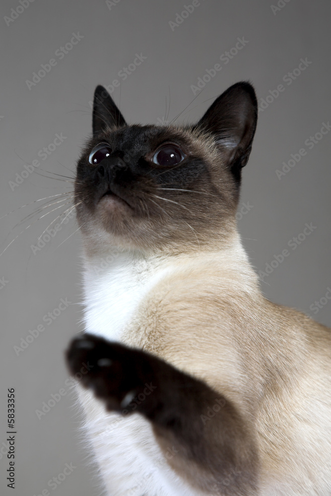 Siamese cat isolated on the gray background