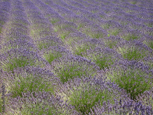 Lavender field