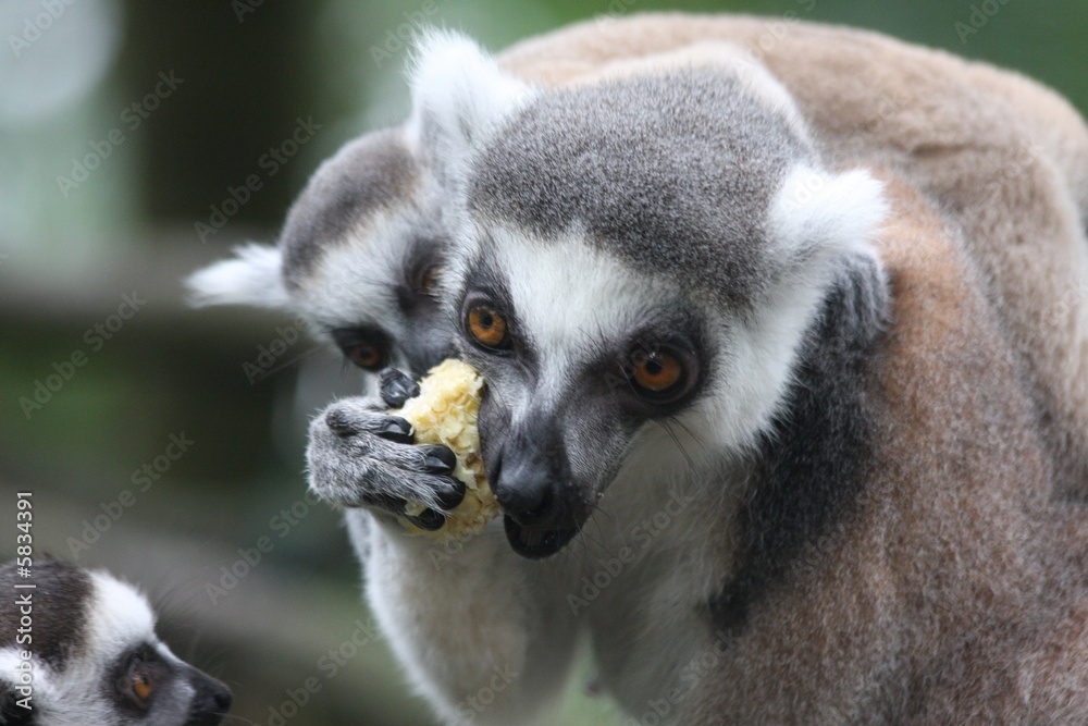 Lemur family 4 Lemur family 4