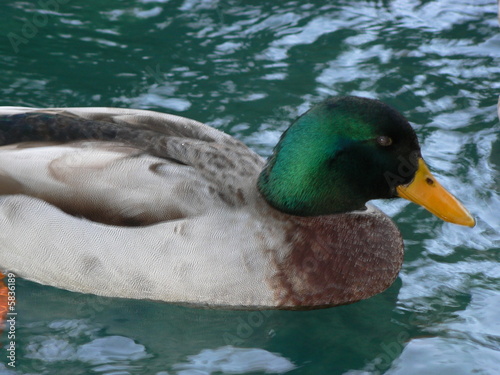canard de vaucluse3