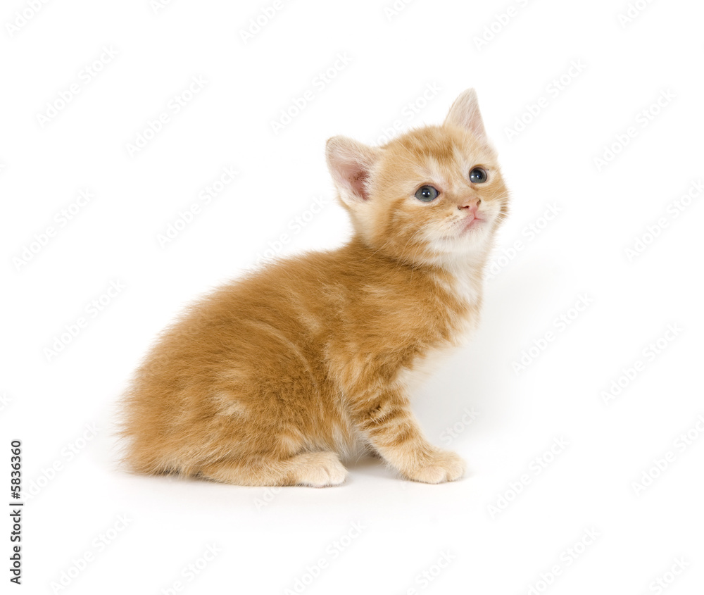 Yellow kitten on white background