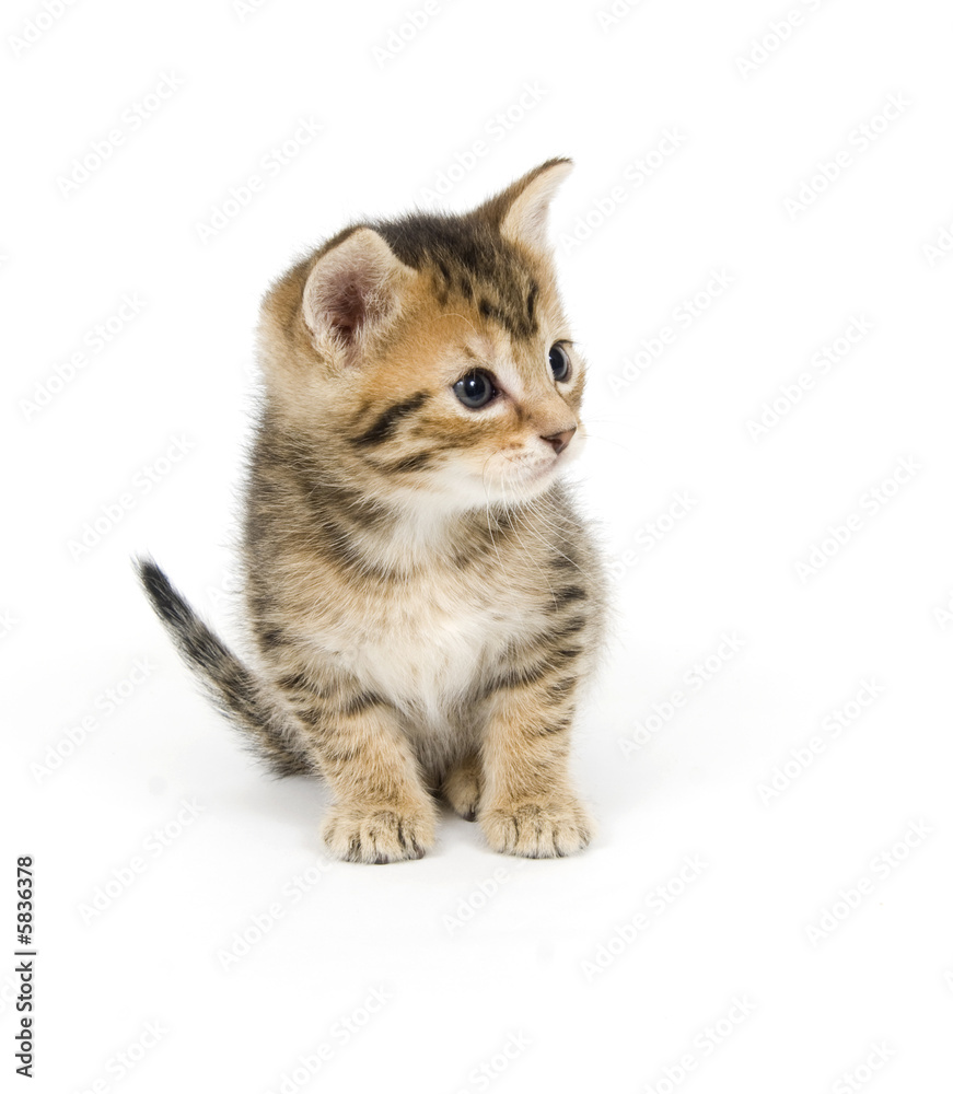 Fototapeta premium Shy tabby kitten