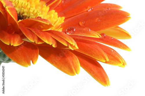 gerbera daisy with a water drops isolated with Path