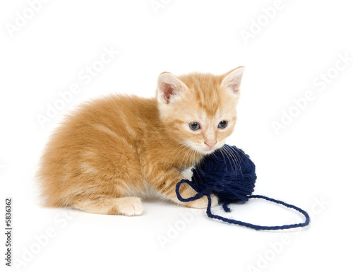 Yellow kitten and blue yarn