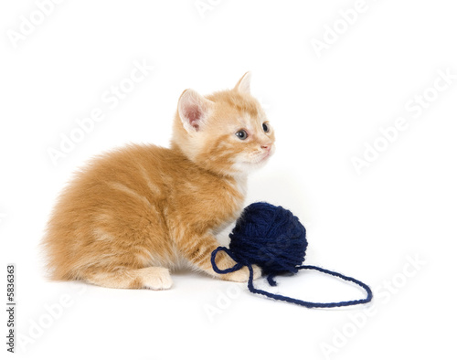 Yellow kitten and blue yarn © Tony Campbell