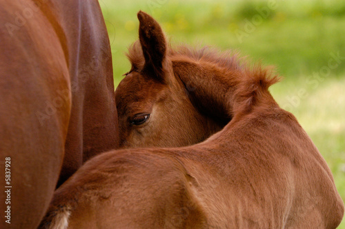 Colt in cute pose with Mare