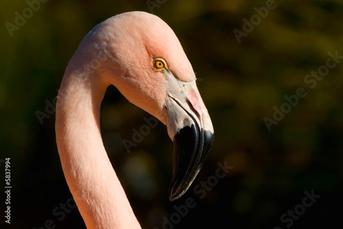 Head shot of a handsome and very pink looking flamingo.