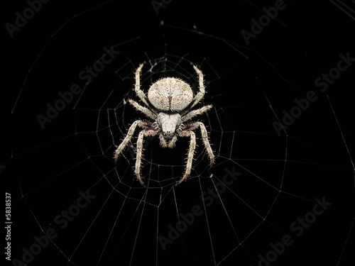 hairy spider2