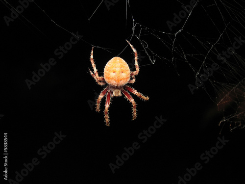 hairy spider