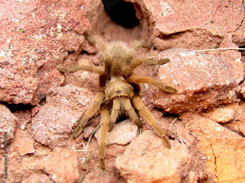 tarantula
