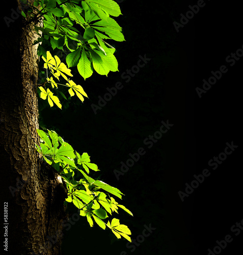 Leaves of a chestnut on a dark background