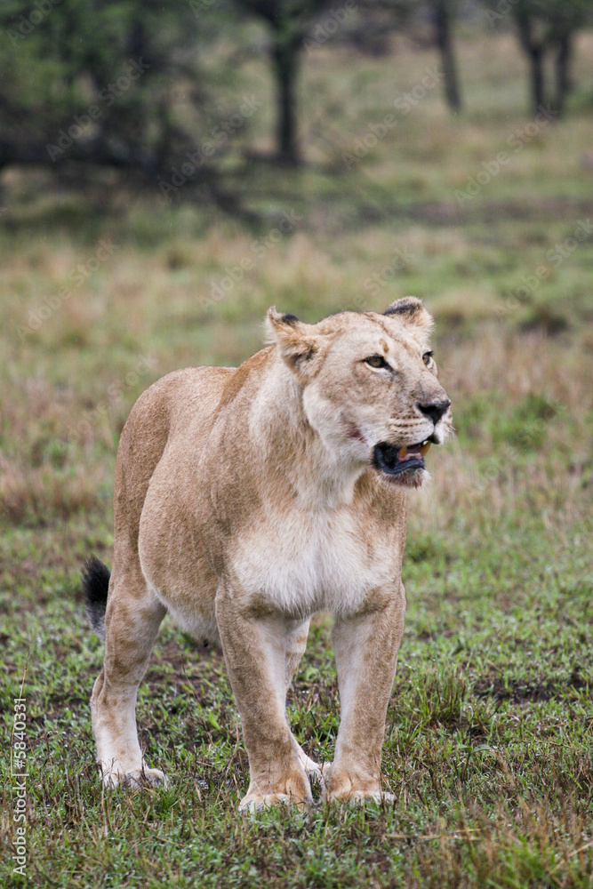 lion on guard lion on guard
