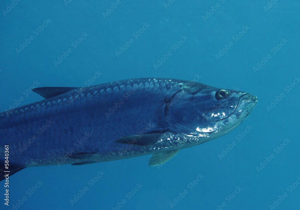 Fototapeta premium A great Tarpon in the Caribbean Sea