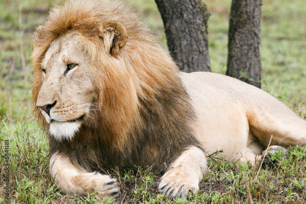 Naklejka premium posing lion