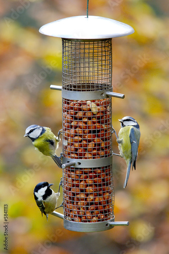 Two Blue Tits and one Willow Tit on a bird feeder