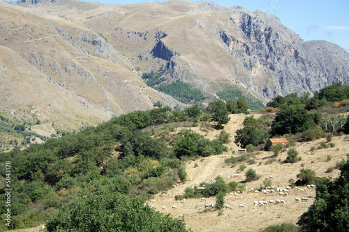 Mountain Sheeps