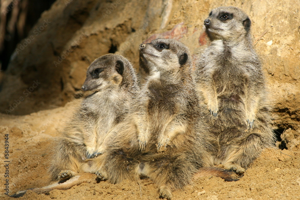 Fototapeta premium suricate