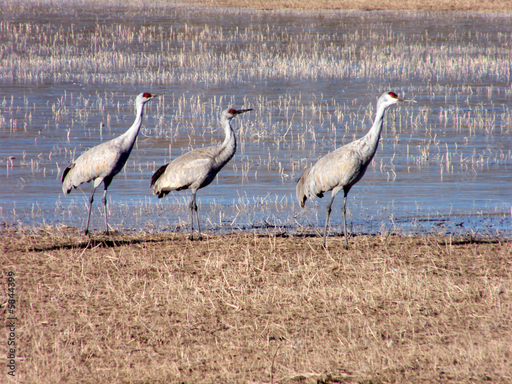 Sandhill cranes in the Bosque del Apache Wildlife Refuge
