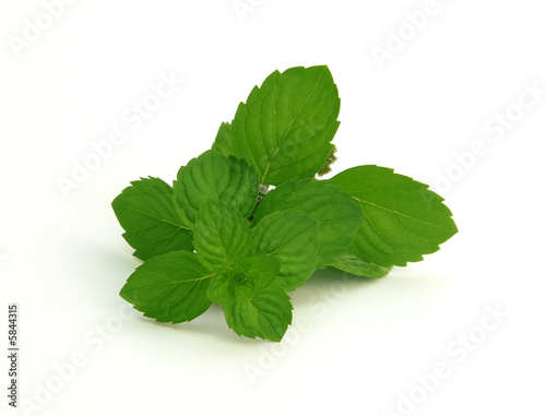 fresh green spearmint  isolated over white background