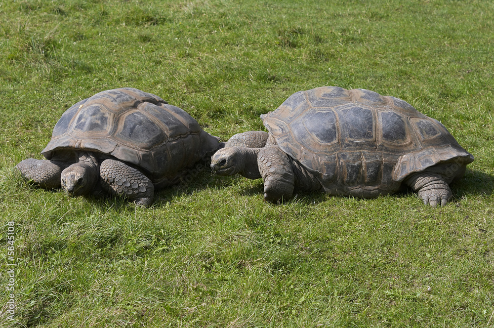 pair of giant tortoises pair of giant tortoises