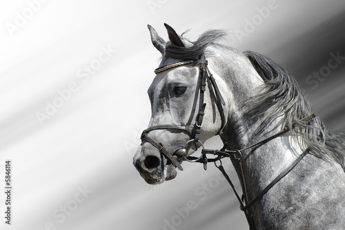 Portrait of dapple-grey arabian horse © Kseniya Abramova