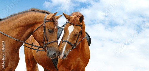 two sorrel horses