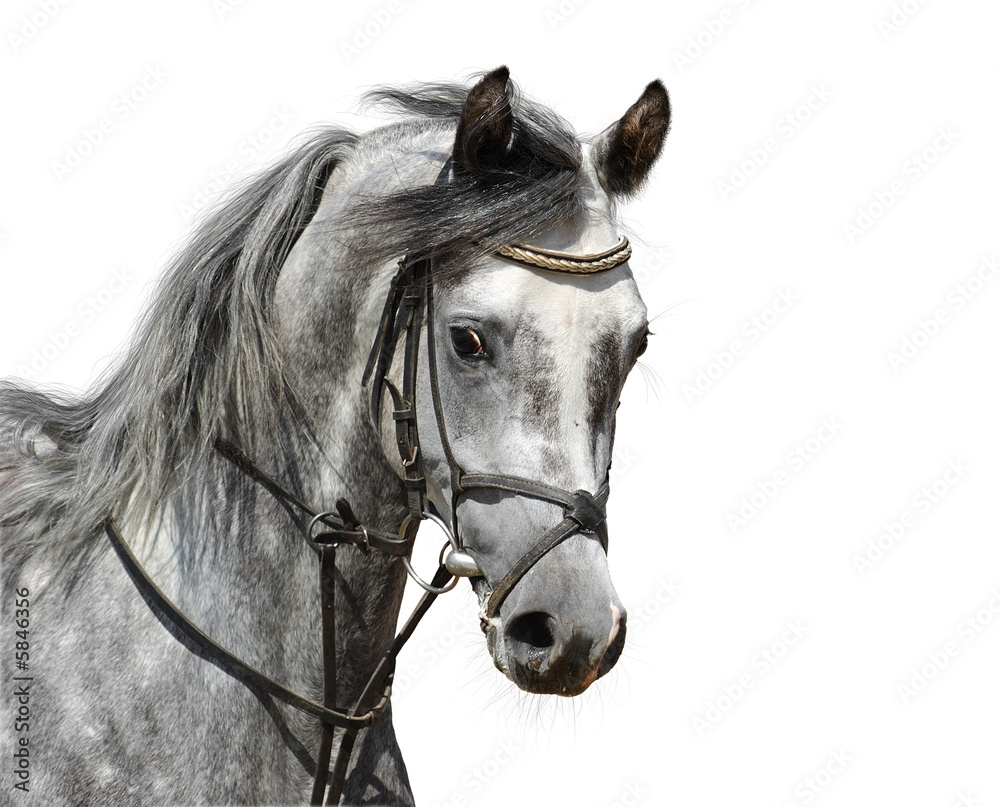 Obraz Portret szarości arabski koń - odizolowywający na bielu