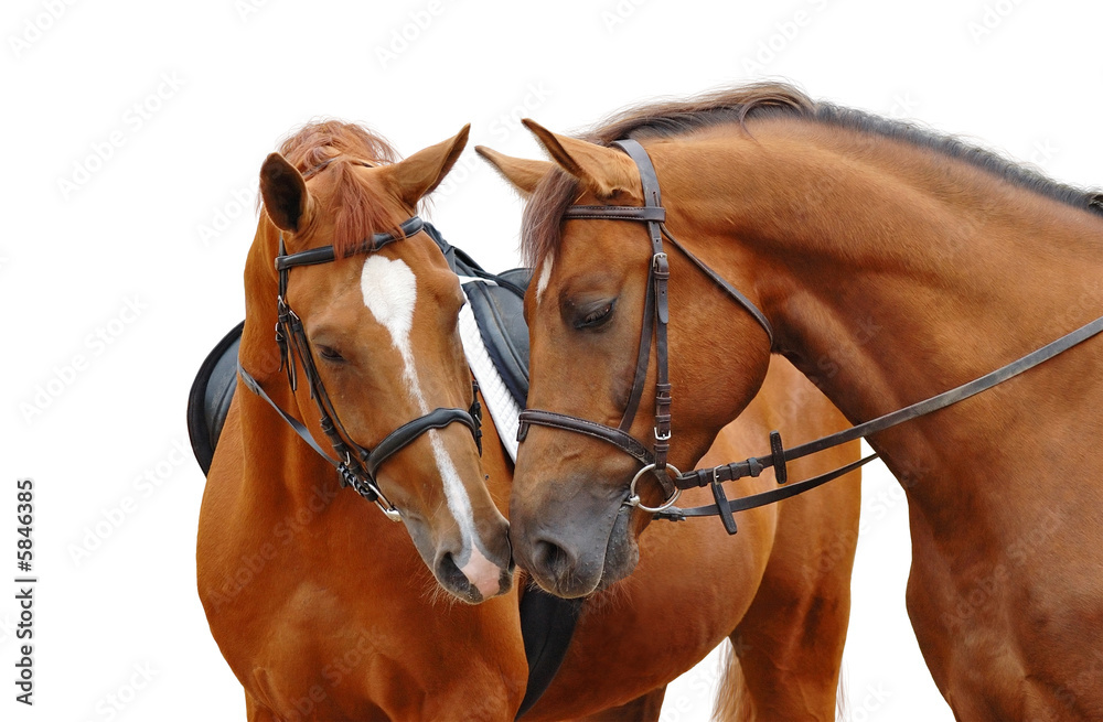 Obraz premium two sorrel horses - isolated on white