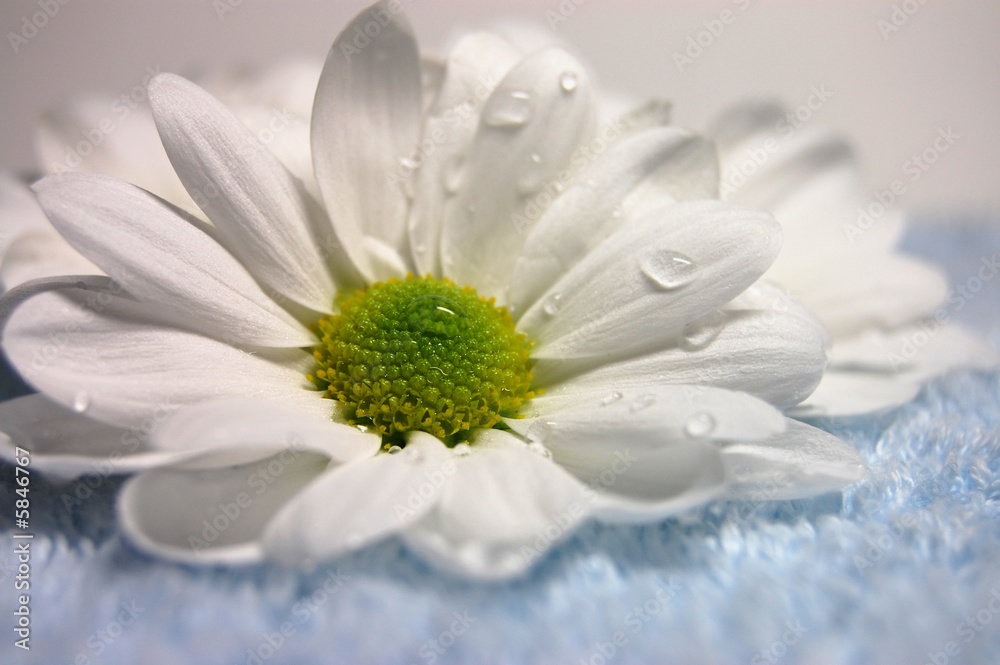 Obraz premium Purity