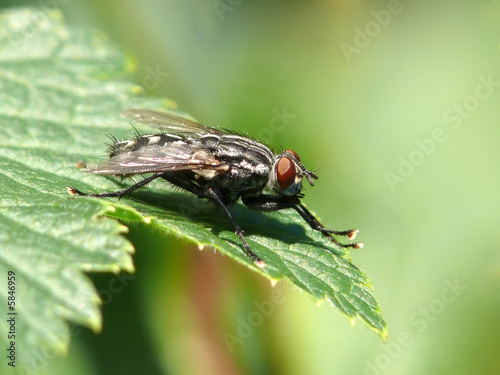 Closeup photo of a fly on a green leaf. Focus on the head.