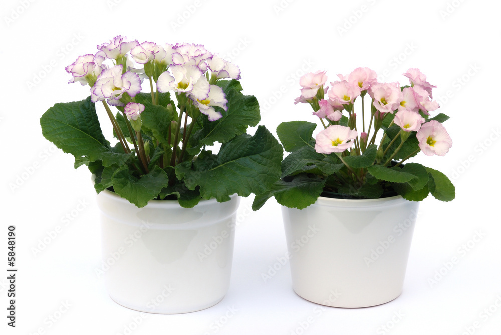 potted primrose flowers isolated on white background