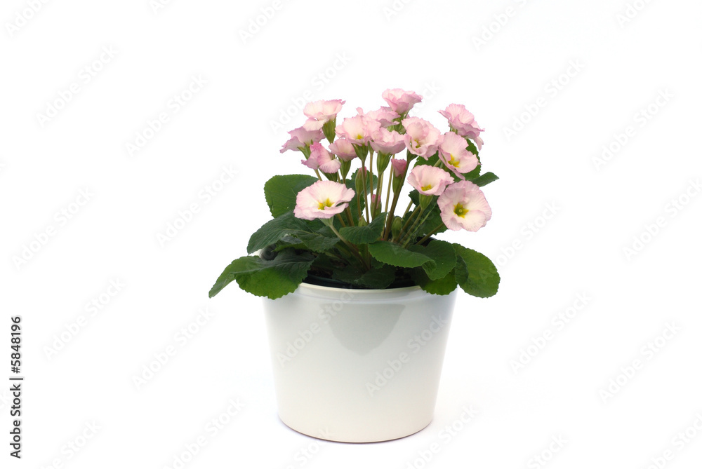 potted primrose flowers isolated on white background